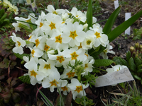 P1310316.webp