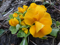 P1310321.webp