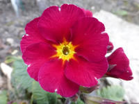 P1310311.webp