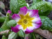 P1310319.webp