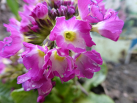 P1310322.webp