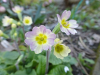 P1310703.webp