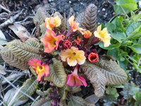 P1310676.webp