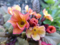 P1310680.webp