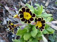 P1310803.webp