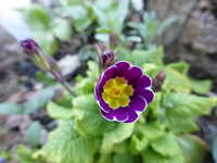 P1310793.webp