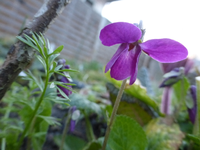 P1300746.webp