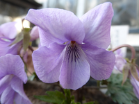 P1310261.webp