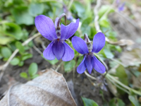 P1310544.webp