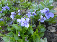 P1310820.webp