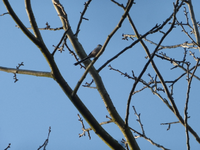 P1310543.webp