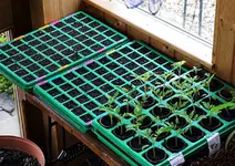 Tomis und Blumenanzucht.webp