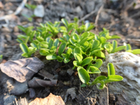 P1310535.webp