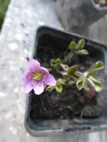 P1310515.webp