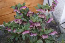 _DSC7895.webp