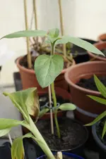 _DSC7900.webp
