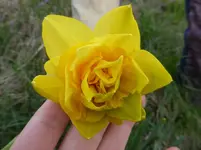 P1300615.webp