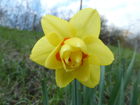 P1310296.webp