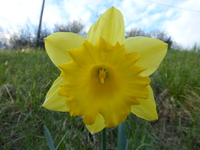 P1310286.webp
