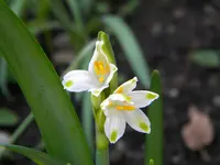 DSCN7469.webp