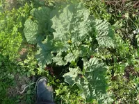 k-P1080579.webp