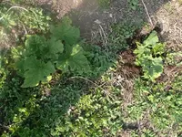 k-P1080580.webp