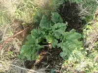 k-P1080587.webp
