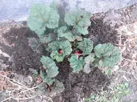 k-P1080589.webp