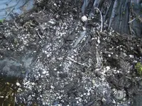 BILD3837.webp