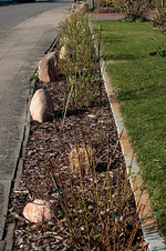 Wildrosenhecke nach Rückschnitt_vorn1_500.webp