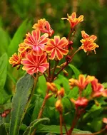 Lewissa_Bitterwurz_gelb_rot_orange_grün2_500.webp