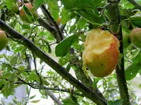 IMG_8296v.webp