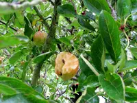IMG_8298v.webp