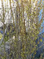 2015-04-08 Forsythie kommt.webp