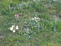 2015-04-08 Frühlingswiese.webp