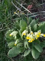 2015-04-08 Im zweiten Jahr.webp