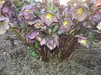 2015-04-08 Lenzrose.webp