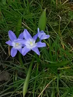 2015-04-08 Schneeglanz.webp