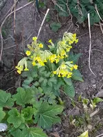 2015-04-08 Selbstaussaat hurra.webp