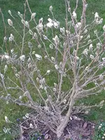 2015-04-08 Sternmagnolie.webp