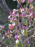 2015-04-08 Vorfrühlingsalpenrose.webp