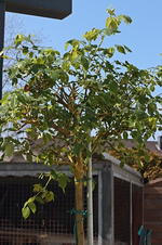 inker Hochstamm_auf die Terrasse am 09042015_500.webp