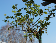 Jasmina_nach draussen_09042015_600.webp