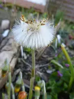 P1310941.webp