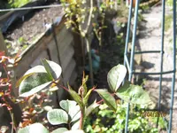 IMG_4264.webp