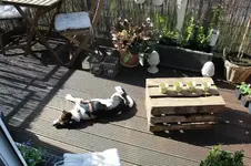 Sonnenbäderin.webp