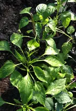 paprika.webp