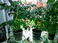 DSCN5035.2.webp