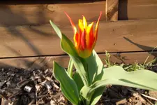 SAM_0499.webp