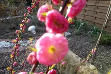 SAM_0500.webp